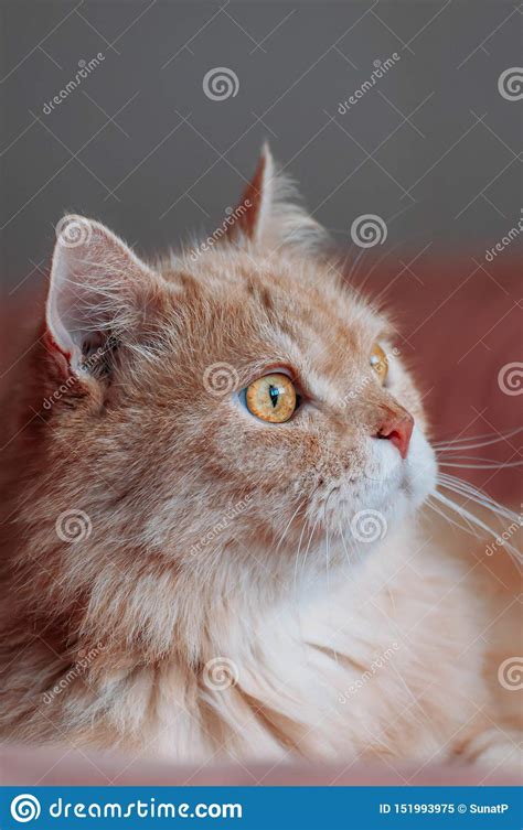 Old Persian Cat Looking Something Stock Image Image Of Feline