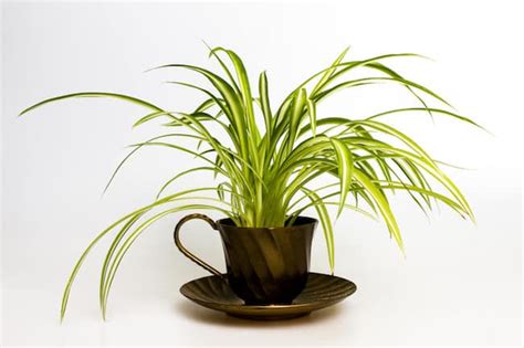See more ideas about decorating coffee tables, table decor living room, coffee table. 18 Best Indoor Plants For Coffee Table | Gardenoid