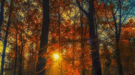 1920x1080px 1080p Free Download Autumn Forest Trees With Sunbeam