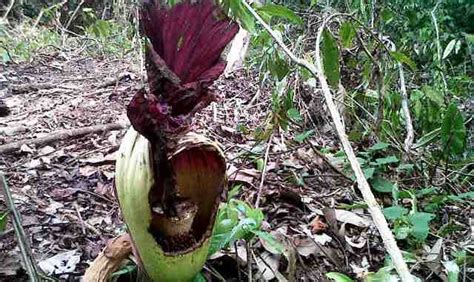 We did not find results for: Bunga Bangkai Dan Satwa Liar Terancam Hidup Akibat ...