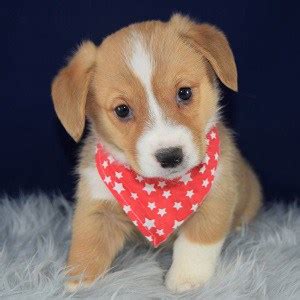 Pembroke welsh corgi puppies avaliable now. Male Pembroke Welsh Corgi Puppy for Sale Torino | Puppies ...