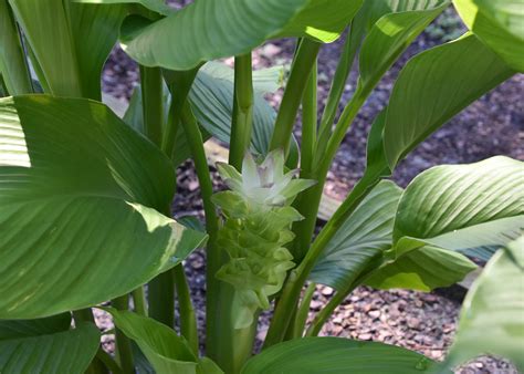 Big Leaf Tropical Plants Plant Ideas