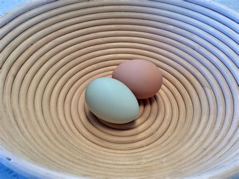 Check out some more information on leghorn chicken eggs | Best egg laying chickens, Egg laying 