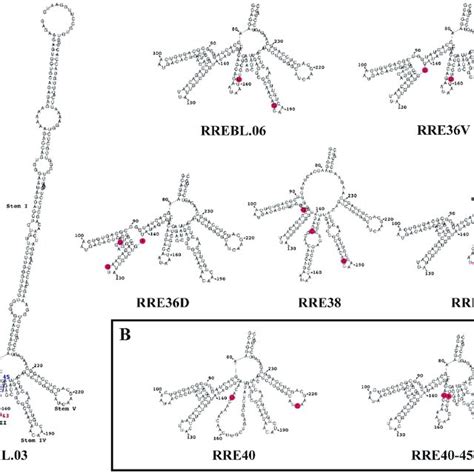 Predicted Secondary Structures Of Patient Derived Rre Variants The