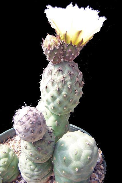 Oregon Cactus Blog Tephrocactus Geometricus Cactus Plants Cactus