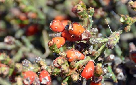 Cylindropuntia leptocaulis, the desert christmas cactus, desert christmas cholla, pencil cactus, or tasajillo, is a species of cholla cactus. Cylindropuntia leptocaulis, Christmas Cactus, Southwest ...