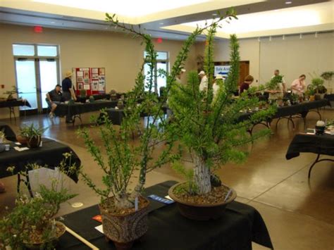 I can usually tell when i get home and look at all the pictures i took to. Central AZ Cactus and Succulent Society Pics - CactiGuide.com