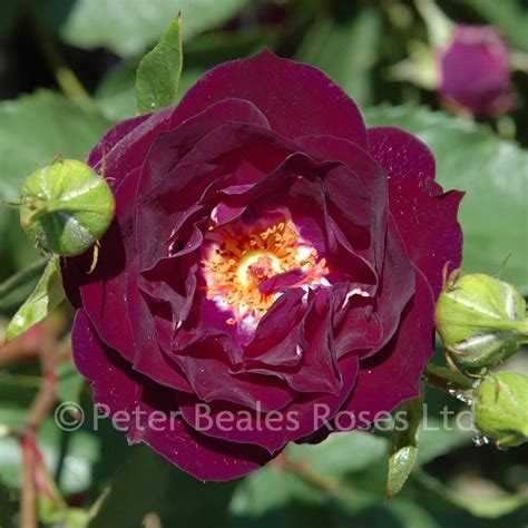 Midnight Blue Bush Rose Peter Beales Roses The World Leaders In