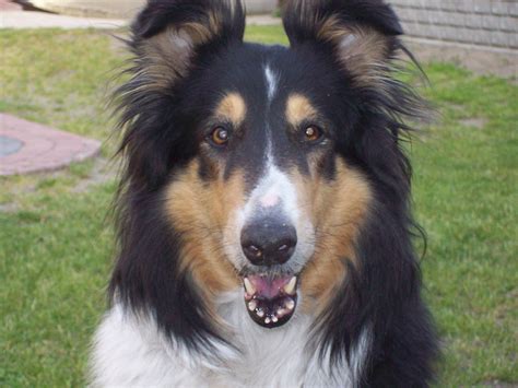 Filetricolor Collie By Ron