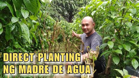 Direct Planting Ng Madre De Agua Native Pigs Youtube