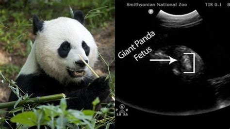 National Zoos Panda Mei Xiang Showing Possible Signs Of Pregnancy