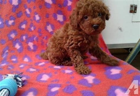 Trooper was rescued from a puppy mill he is 11 months old. 8 Photos Toy Poodle Rescue Ohio And Review - Alqu Blog
