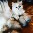 Beautiful Persian Kittens  Petclassifiedscom