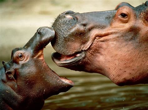 Hippopotamus Pictures Animal Spot