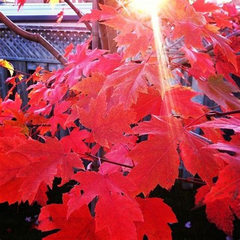 Pin By Αℓєиα On Αυтυми Autumn Blaze Maple Halloween And More Maple Tree
