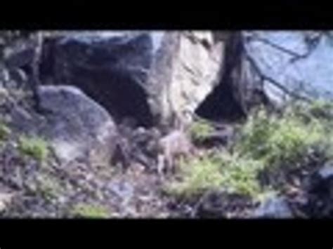 Hidden Camera Catches Animals In The Wild Jukin Media Inc