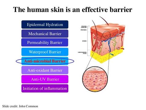 The Role Of The Skin Microbiome In Atopic Dermatitis Eczema
