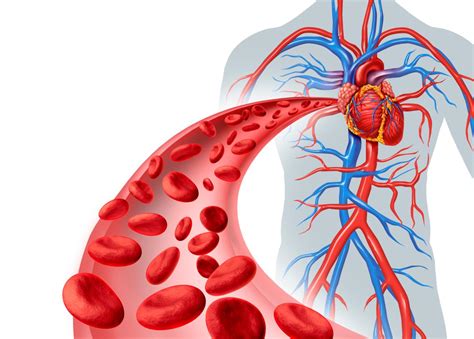 Study heart flow and valves flashcards. Diagram of Blood Flow Through the Heart - Bodytomy