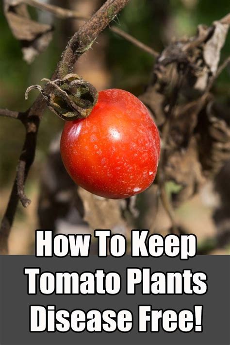 Maybe you would like to learn more about one of these? How To Keep Tomato Plants Healthy - 5 Tips To Eliminate ...