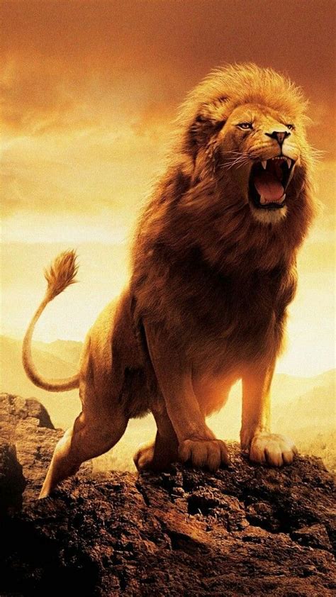 D8102017 Rugiendo Con Todo Su Poder Lion Wallpaper Lion Hd