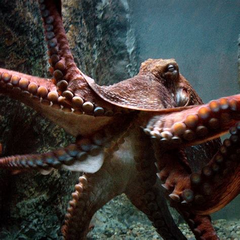 Biggest Octopus In The World