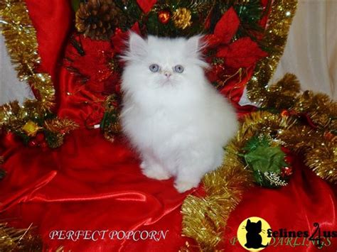 At our cheap essay writing service, you can be sure to get credible academic aid for a reasonable price, as the name of our website suggests. Himalayan Kitten for Sale: CFA Reg. Beautiful Flame Point male purrdarlings 9 Mths old