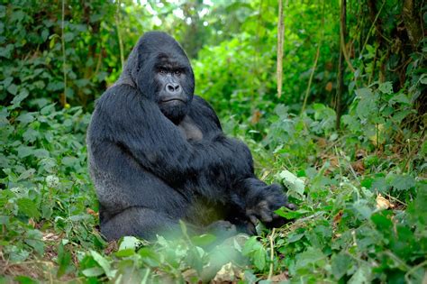 Why Are Mountain Gorillas Poached · One Wild Thing