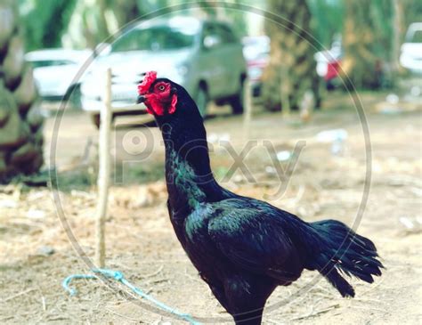 image of indian cock or hen in a vegetable basket om738134 picxy