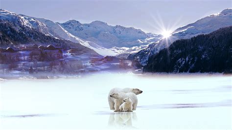 Polar Bears With Background Of Snow Covered Mountain Trees And Sunbeam