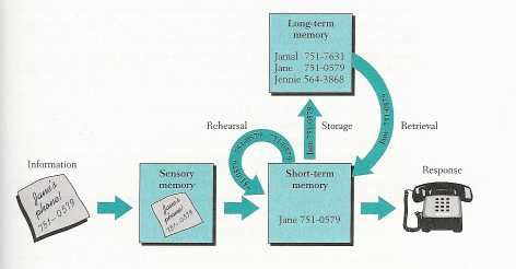 Последние твиты от atkinson & shiffrin (@memorymodelbros). Long-Term Memory