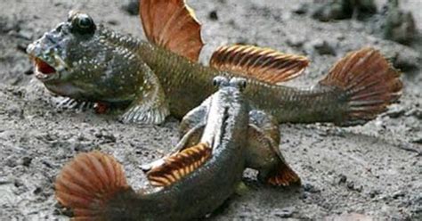 Walking Fish On Land Mudskippers Are Able To Live Both