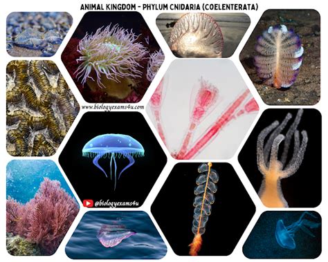 Phylum Cnidaria Coelenterata Characteristics And Examples Of Phylum