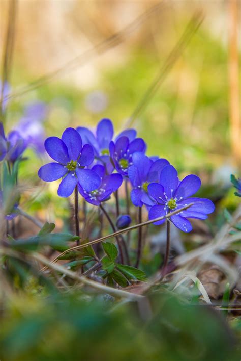 Aug 09, 2021 · the white flowers have purple patterned dots in the center and yellow spots. purple spring flowers - spring purple flowers in her ...