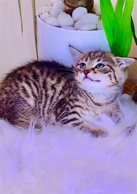 For a bengal cat to be kind and affectionate, he must have been socialized and cuddled from an early age. Enchanting Siberian Forest x Bengal Hypoallergenic Kittens ...