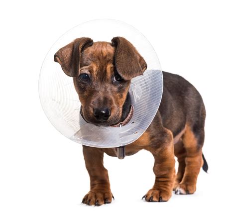 Top 10 Alternative To Cone For Dogs