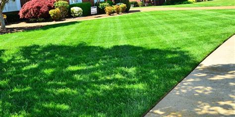 Lawn Perfection Or Environmental Protection