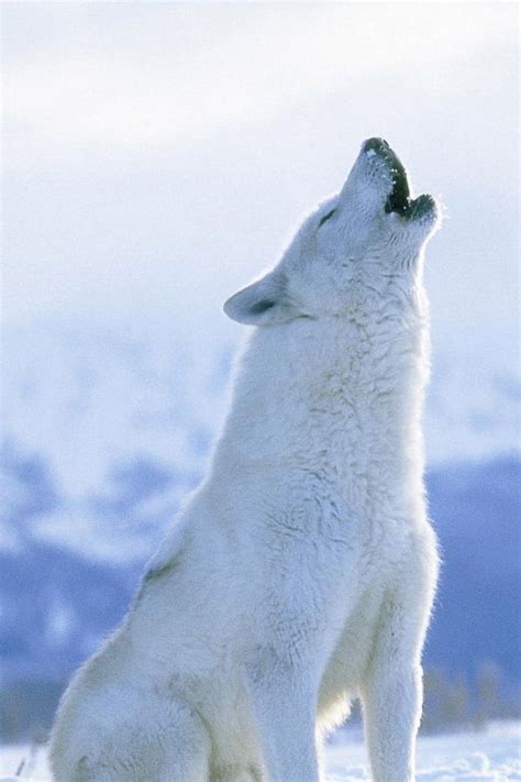 Polar Wolf Polar Wolf Artic Wolf Arctic Animals Nature Animals Cute