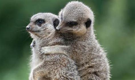 Cuddling Meerkats And Smooching Snails Love Is In The Air