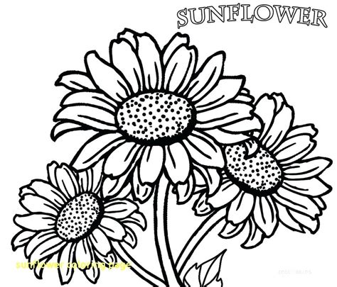 Check spelling or type a new query. Sunflower Coloring Pages For Adults at GetColorings.com ...