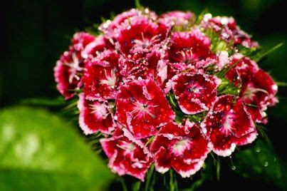 Efter at have skåret din bart hver uge i en måned, skal du have det godt med, hvor meget du har brug for at skære hver gang. Blumen | Bartnelke, Blumen, Schöne bilder