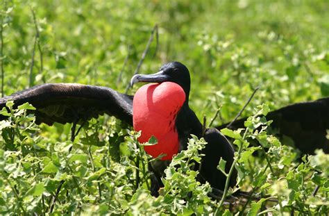 73 Gambar Flora Dan Fauna Negara Myanmar Paling Bagus - Gambar Pixabay