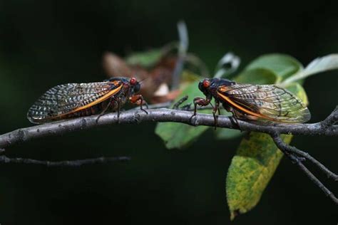Made For Love What Are Sex Mad Cicadas And What Is Their Purpose In Life