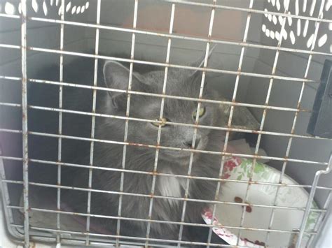 Justice Is Served Underground Railroad Rescued Kitty Network