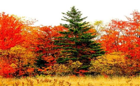 Best Places In Canada To See The Fall Foliage