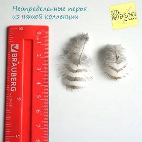 Как собирать и хранить коллекцию перьев птиц - tavika.ru