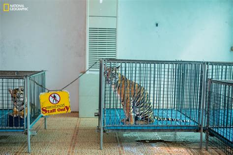 Shocking Photos From National Geographic Show The Reality Of Animals