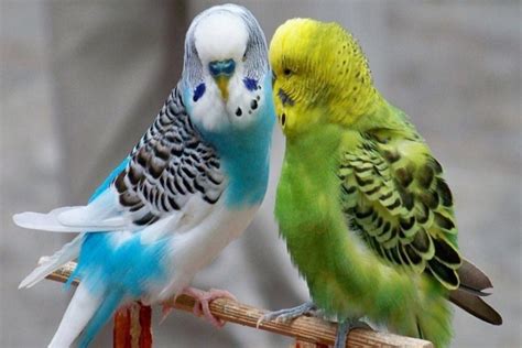 Top 10 Cute Small Parrots Depth World Nature Top 10 Cute Small Parrots