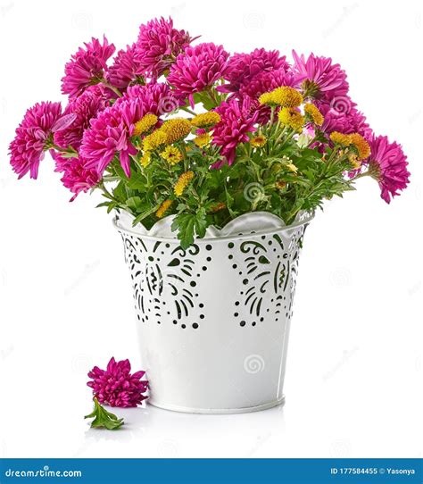 Bouquet Pink Chrysanthemum In White Bucket Stock Image Image Of Fall