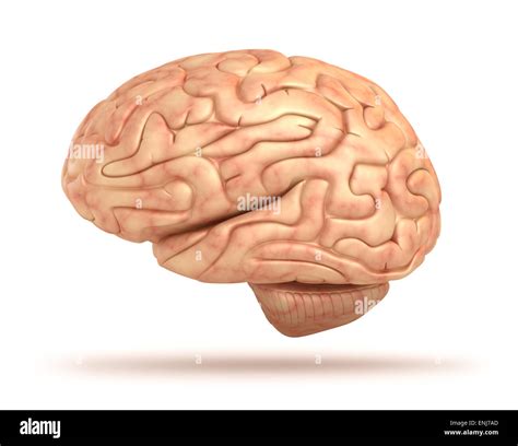 Diagram Of The Lateral View Of The Human Brain Hi Res Stock Photography