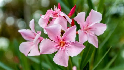 How The Atomic Bombs Made The Oleander The Flower Of Hiroshima